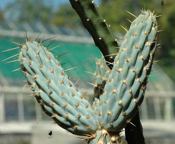 Opuntia_miquelii